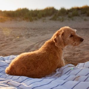 Dog on Blanket on the Beach