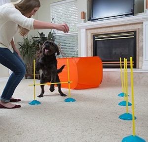 Person trainin a black puppy using agility complex at home