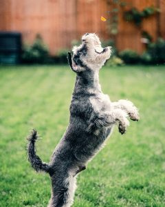 black and white miniature schnauzer jumping on green grass to catch a treat