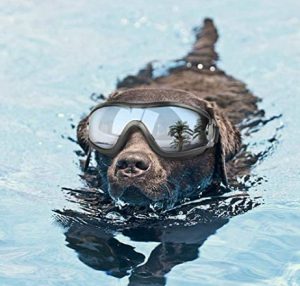 Dog wearing goggles swims in the water