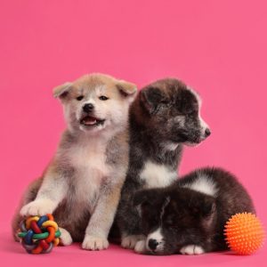 Are There Specific Toys That My Puppy Will Adore?