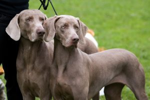 Two Weimaraners on a leash