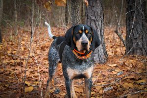 Bluetick Coonhound standing on the autumn leaves