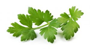 Feed Parsley to Your Dog
