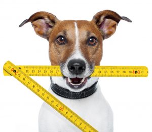 Guide to Dog Measurement