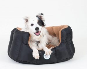 Best Heated Dog Bed