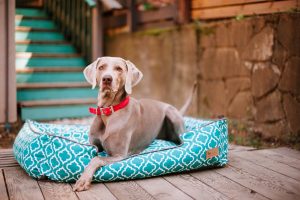 P.L.A.Y. Pet Lifestyle and You Lounge Beds for Dogs