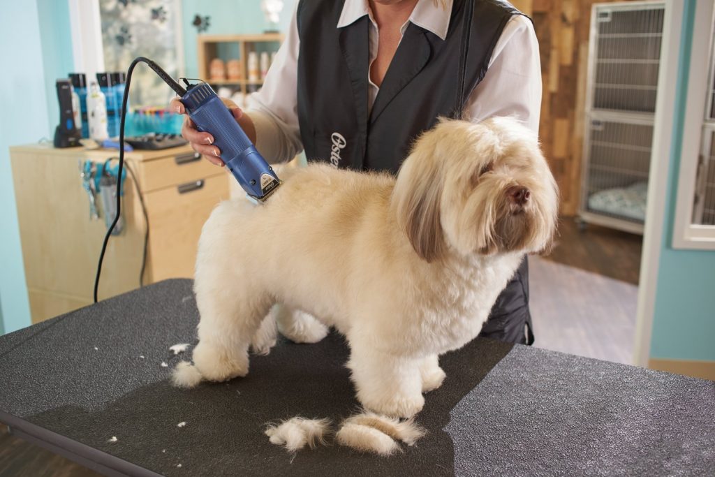 Dog Clippers The 6 Best Grooming Clippers in 2021