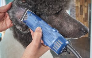 Oster Classic A5 Turbo 2-Speed Professional Animal Clipper
