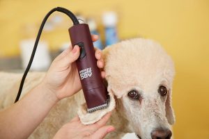 dog hair cutting machine price