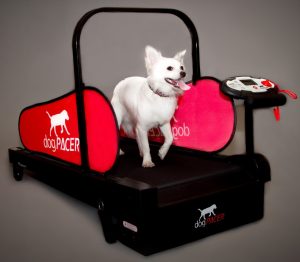 dogPACER Treadmill