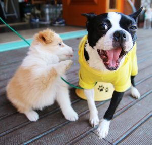 Two Funny Dogs One in A Costume