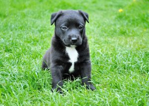 Small Puppy On Grass