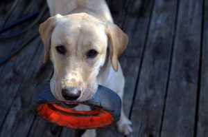 dog training toy