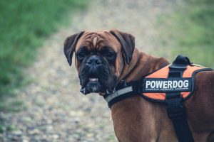 dog training boxer