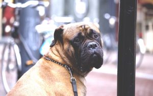 dog training boxer