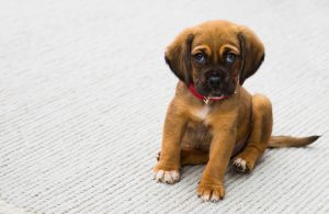 Cute Puppy On A Carpet