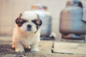 Small Puppy