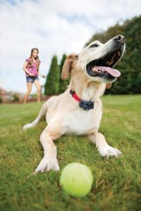 Funny Dog With The Ball