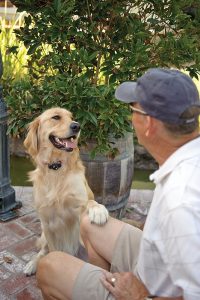 Dog Gives Paw