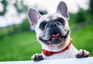 french-bulldog-summer-smile-joy