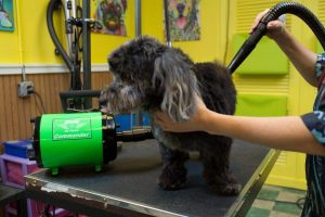 twin dog hair dryer