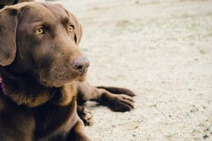Special Considerations When Feeding Labrador Retrievers