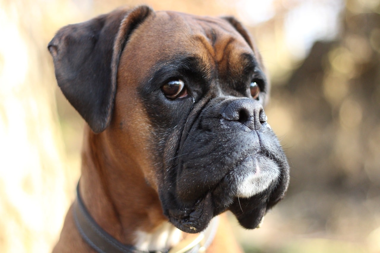 best dog food for boxers