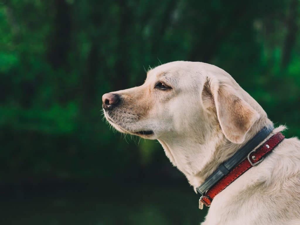 Dry Dog Foods for Labradors in (January 2021 Review)