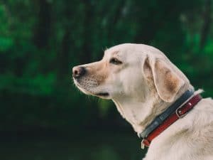 Dogs Are Considered Labrador Retrievers