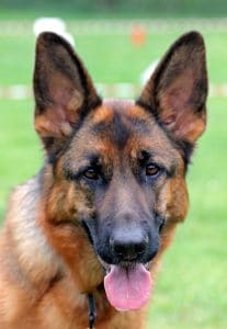 Photo of The German Shepperd
