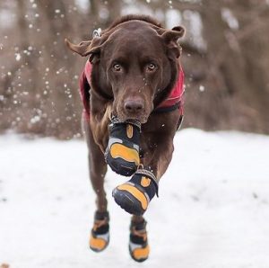 long dog boots