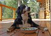 best cheap food for dogs
