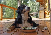 best cheap food for dogs
