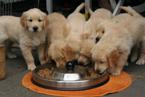 Dry dog food for puppies