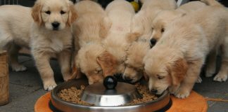 Dry dog food for puppies