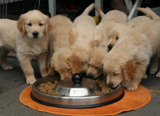 Dry dog food for puppies