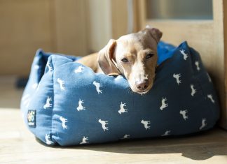 Best Rated Large Dog Beds
