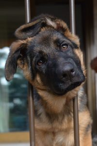 crated dog