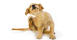 Flea and tick collars for dogs