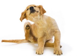 Flea and tick collars for dogs