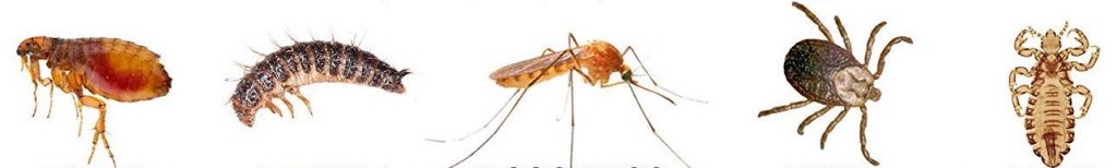fleas, larvae, ticks, mosquitos
