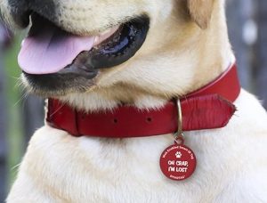 Dynotag on a dog collar