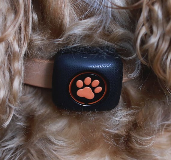 The Best GPS Dog Trackers and Pet Collars | Dogsrecommend
