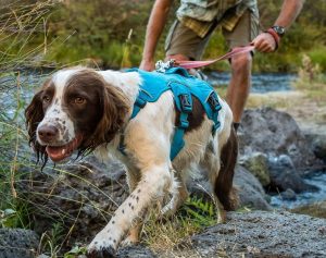 best harness for dogs that escape