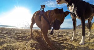 dog with gopro on the beach