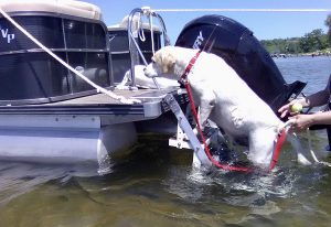 the dog climbs the stairs to the boat