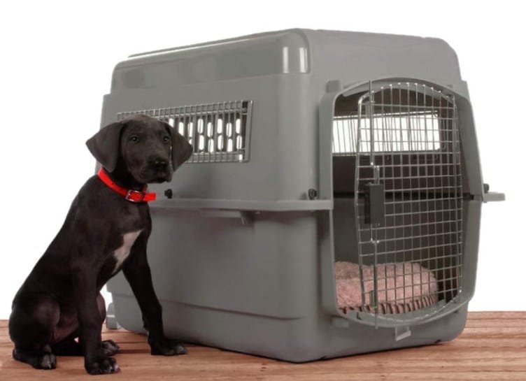 A Guide To Find The Most Suitable Crate For Your Dog Dogs