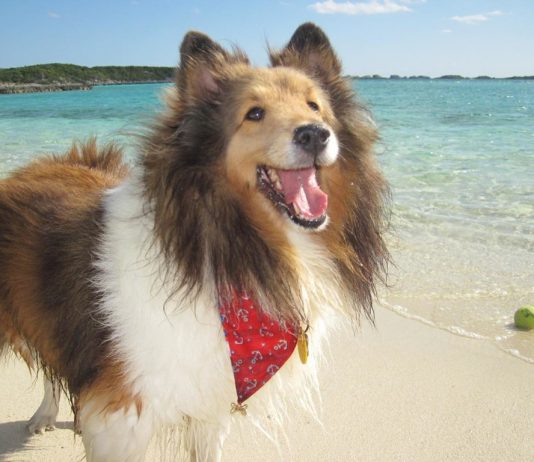 Dog Isolated on Sea Beach