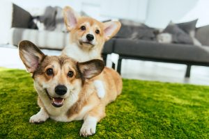 Two Happy Dogs on Grass